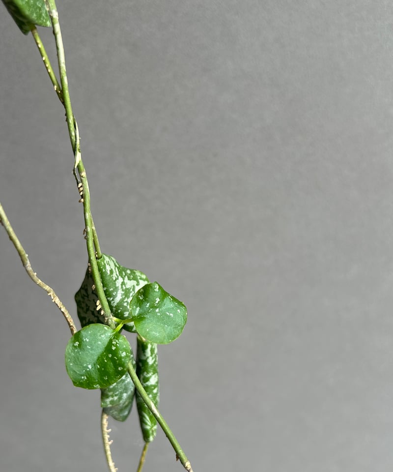 ホヤ インブリカータ + ハンギング ポット「 Hoya imbricata」 15G | S
