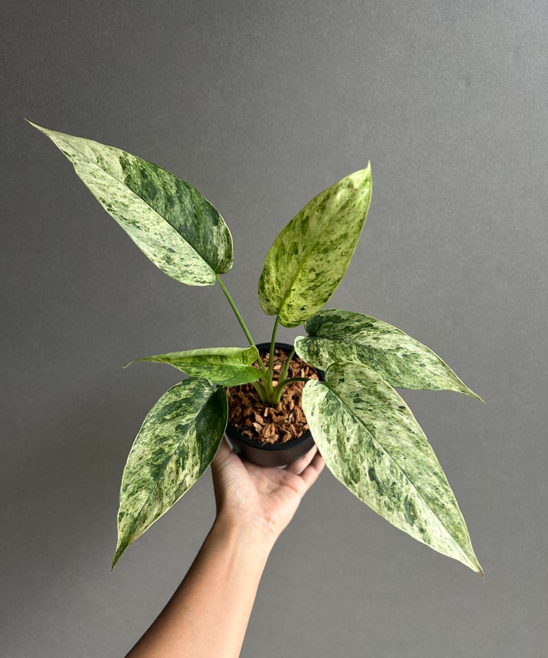 ホマロメナ 斑入り 南スマトラ産 ホマロメナ 斑入り 南スマトラ産