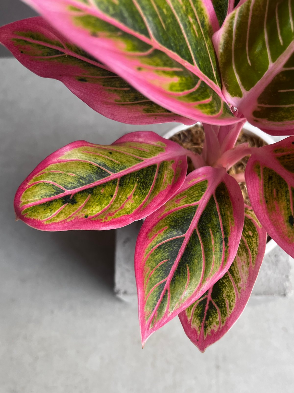 アグラオネマ ロータス デライト 「Aglaonema Lotus Delight」80Z |