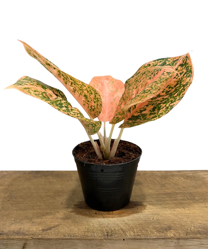 アグラオネマ スターダスト オレンジ 「Aglaonema Stardust