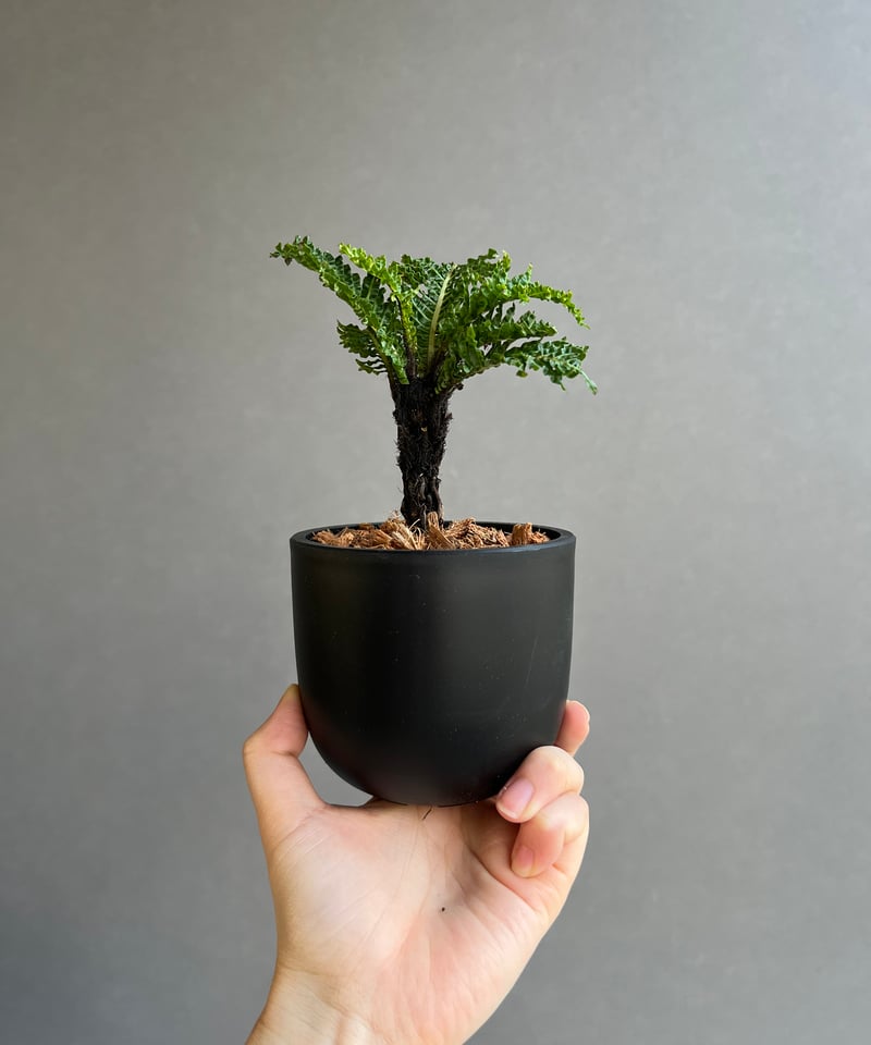 ブレクナム ギッバム ドワーフ 「Blechnum gibbum Dwarf 」63C | S
