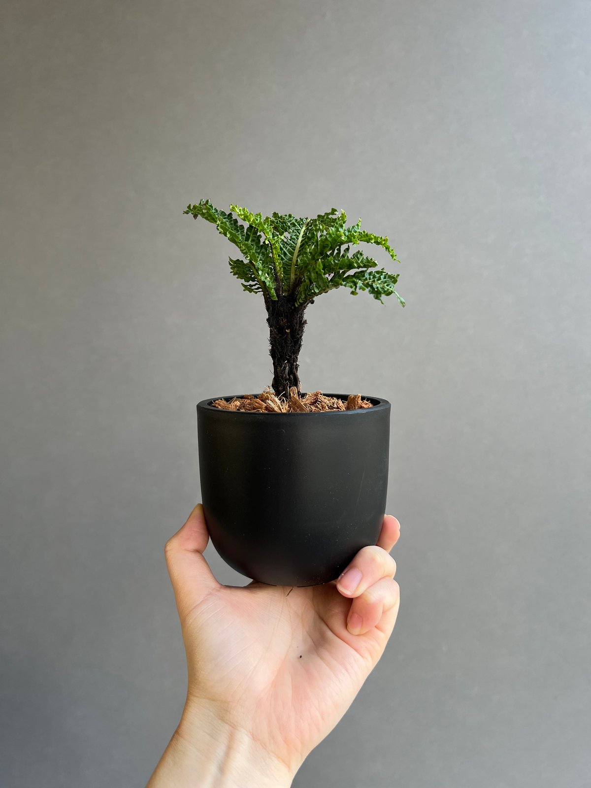 ブレクナム ギッバム ドワーフ ブレクナム ギッバム ドワーフ 「Blechnum gibbum Dwarf 」63C | S