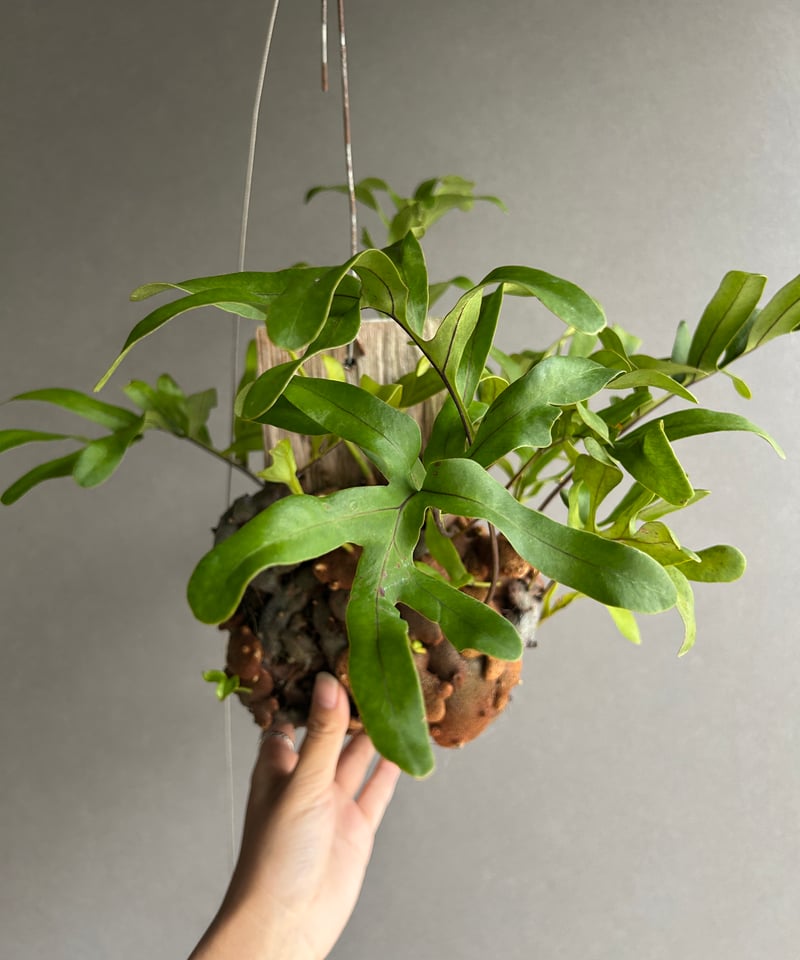 レカノプテリス クルスタセア「Lecanopteris crustacea」63J | SHO