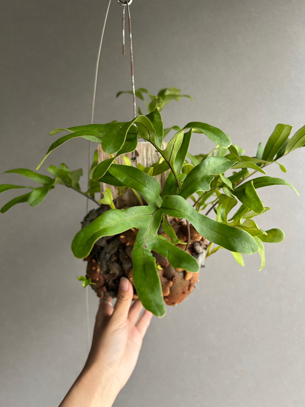 レカノプテリス クルスタセア「Lecanopteris crustacea」63J | SHO