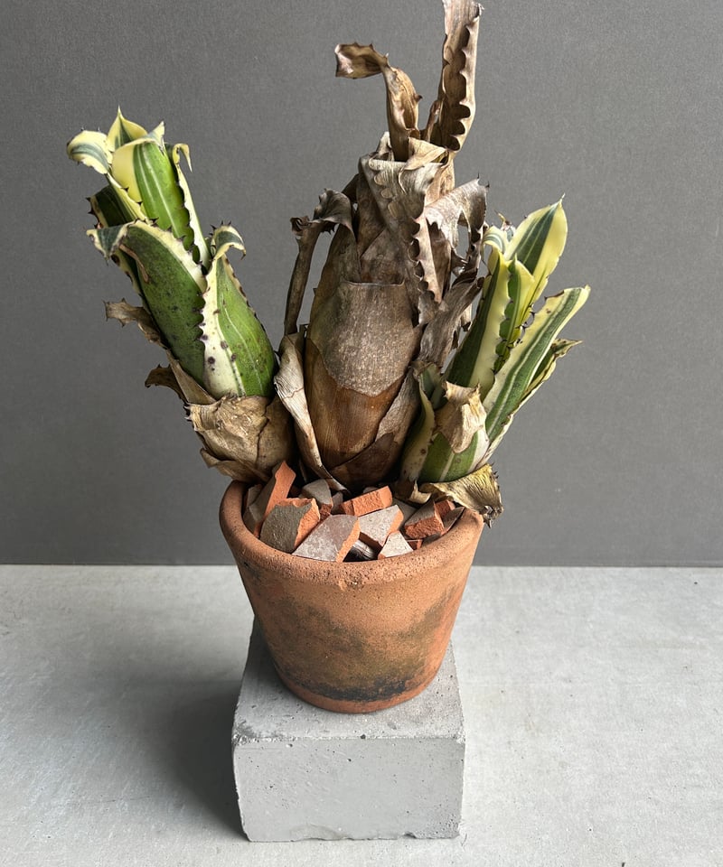 Hohenbergia Karla “ Triple Heads”「ホヘンベルギア カーラ “