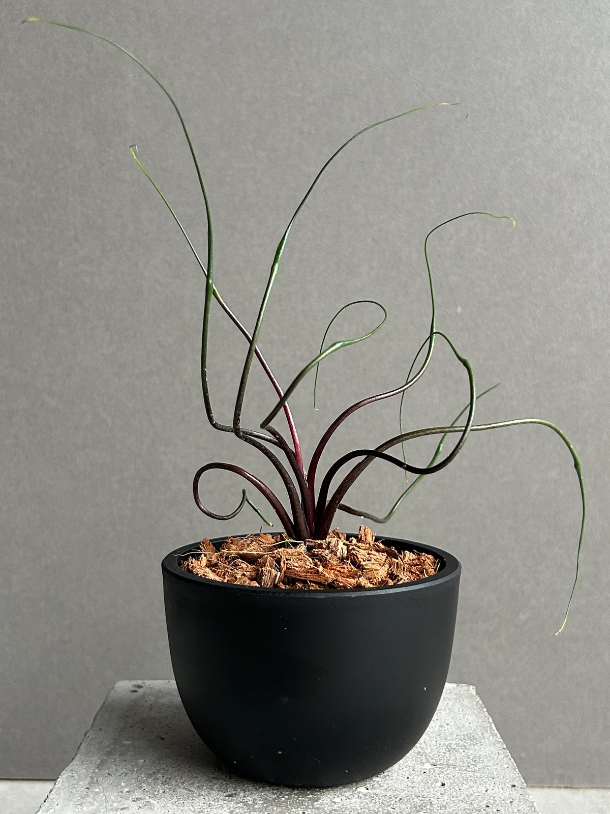 アロカシア プランバエ 'フライングスクイード' 「Alocasia plumbae