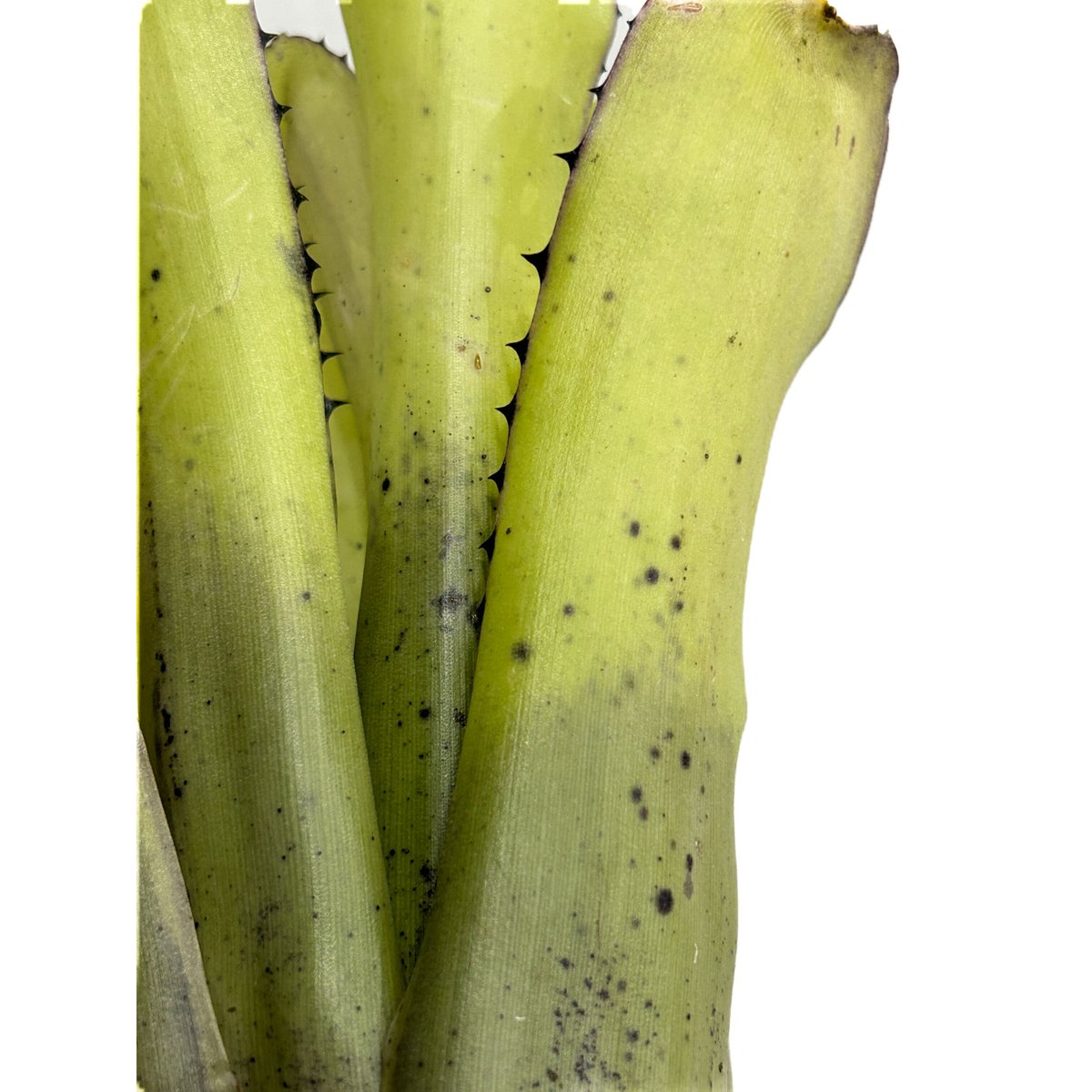 Billbergia sanderiana ビルベルギア サンデリアナ Billbergia sanderiana ビルベルギアのサンデリアナ 好きなん