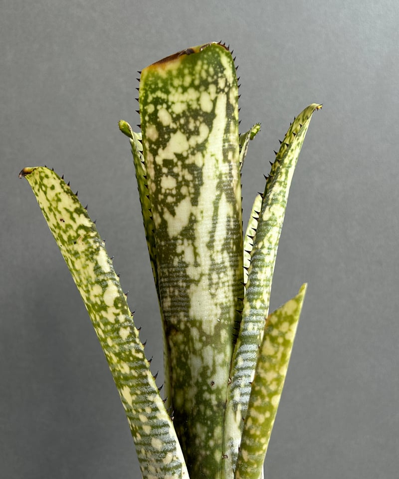 ビルベルギア トゥッティ フルッティ 「Billbergia Tuti Fruti」32H |
