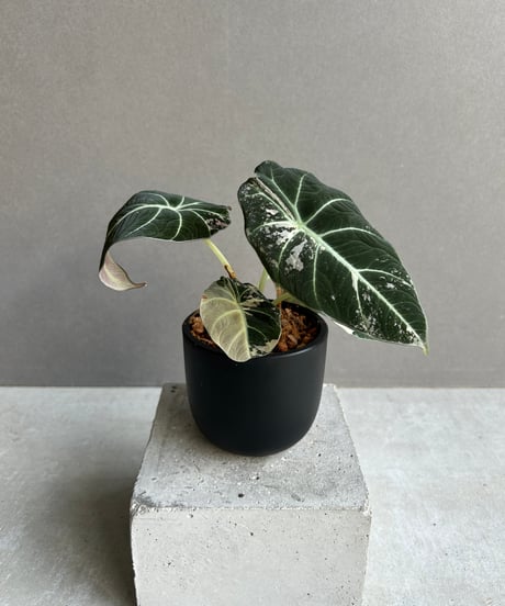 CATEGORY Plants | SHOUCHIKUEN