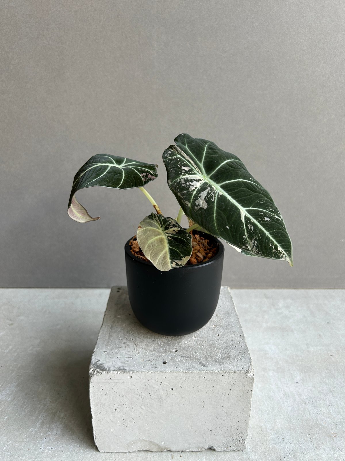 アロカシア ブラック ベルベット ピンク 斑入 「Alocasia Black Velvet