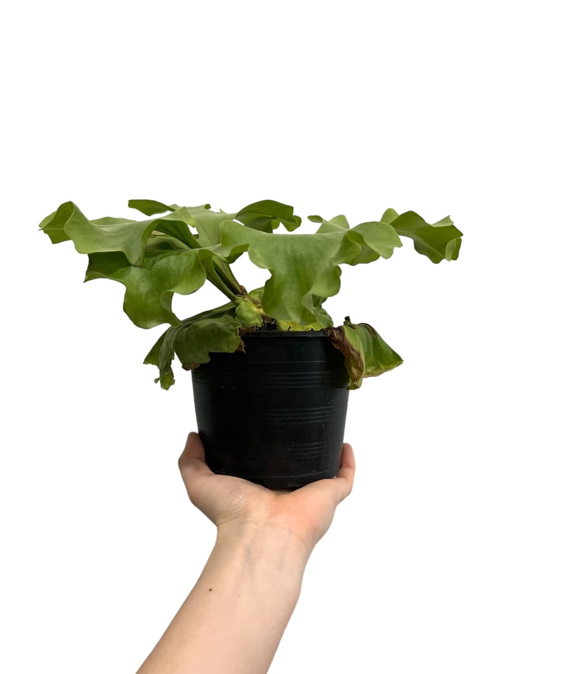 ビカクシダ リドレイ ワイドリーフ 「Platycerium ridleyi wide ビカクシダ リドレイ ワイドリーフ 「Platycerium ridleyi wide