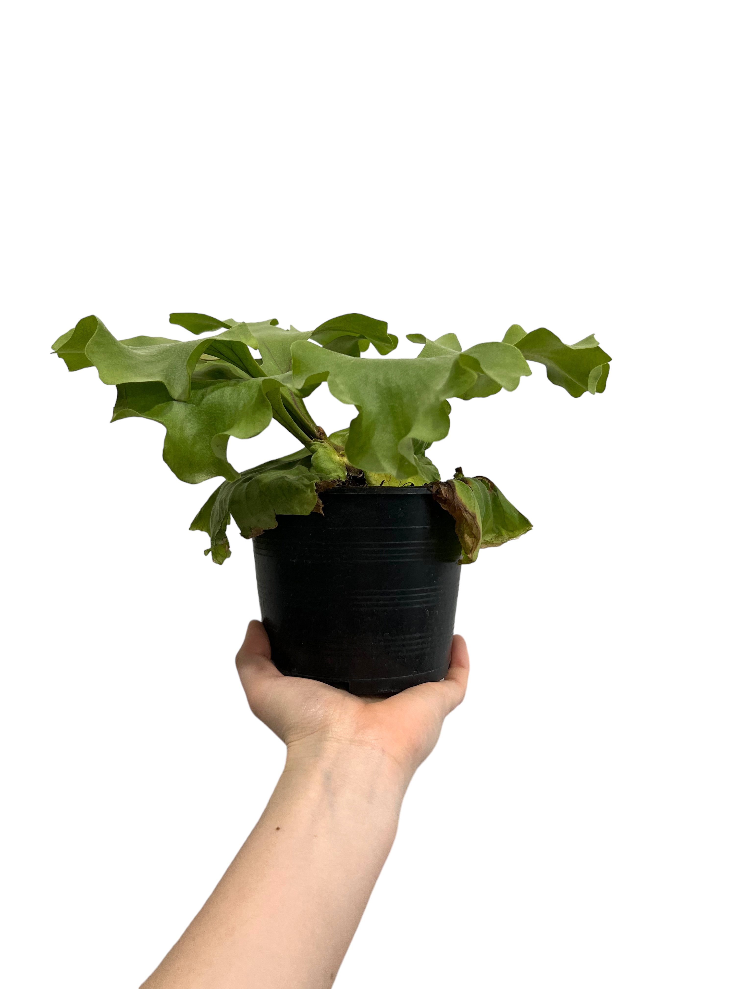 【ビカクシダ】リドレイ　ワイドリーフ ridleyi wide leaf original