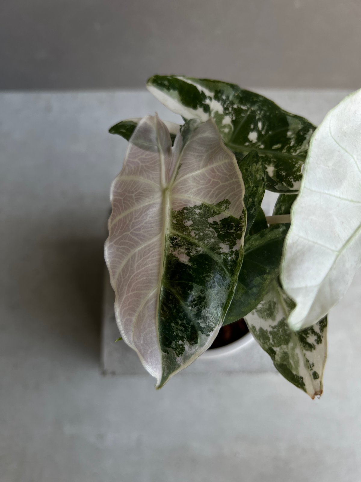 アロカシア ハイブリッド 選抜個体 「Alocasia pink dragon albo +