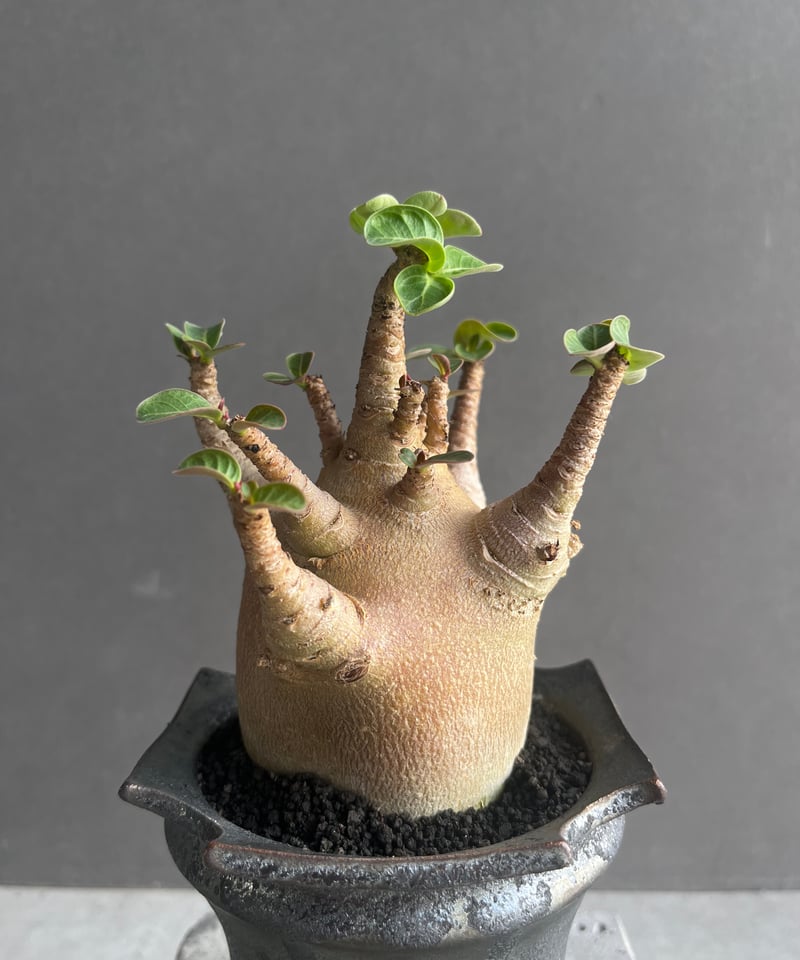 アデニウム アラビカム スーパー ドワーフ “レッド” + object by