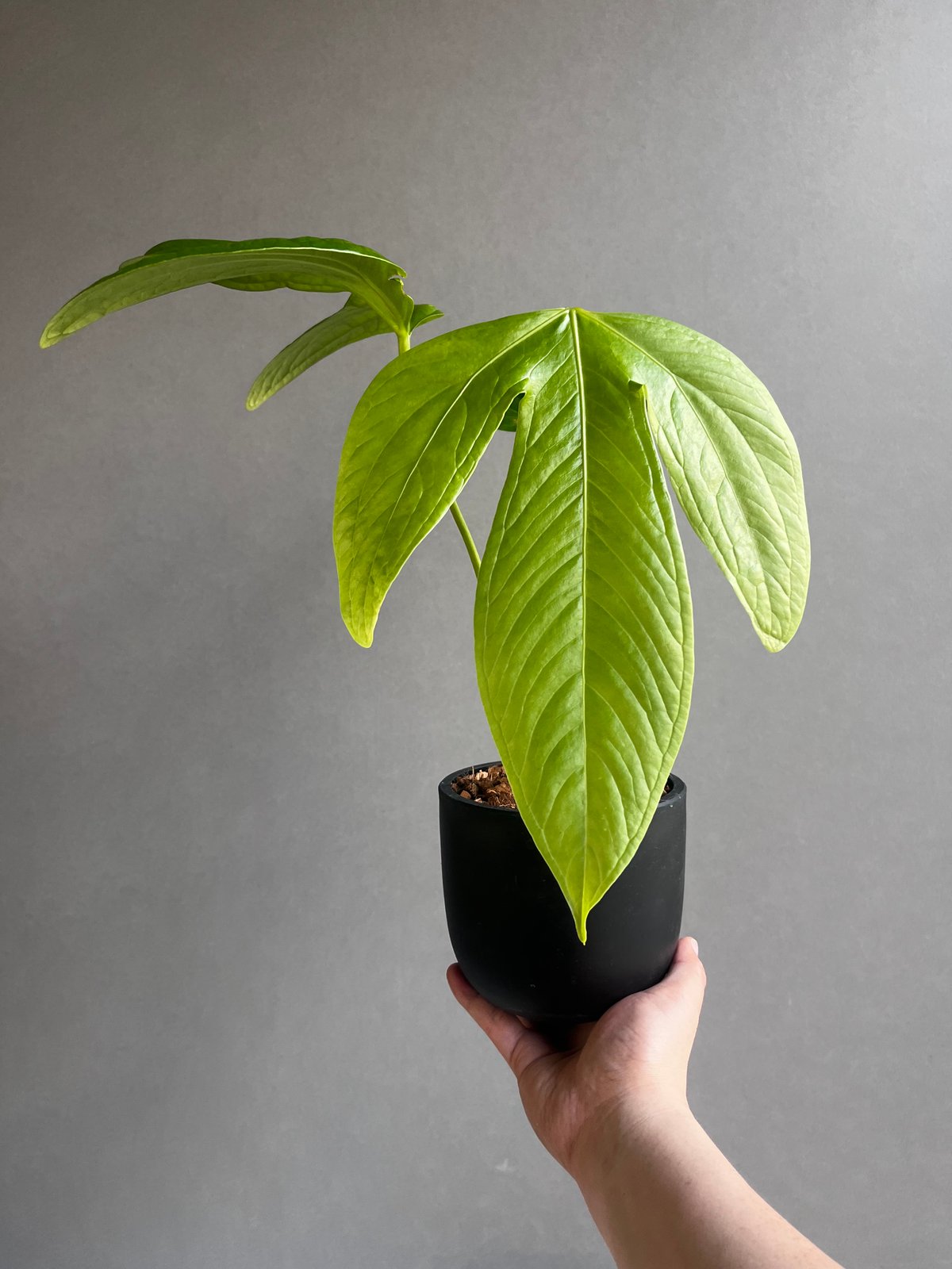 HS　アンスリウム アンスリウム Anthurium gymnopus fantasy luxurians 3.5号硬質