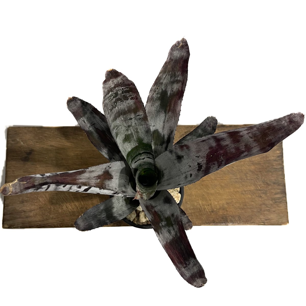 エクメア チャンティニー シルバー トップ「 Aechmea chantinii Silver...