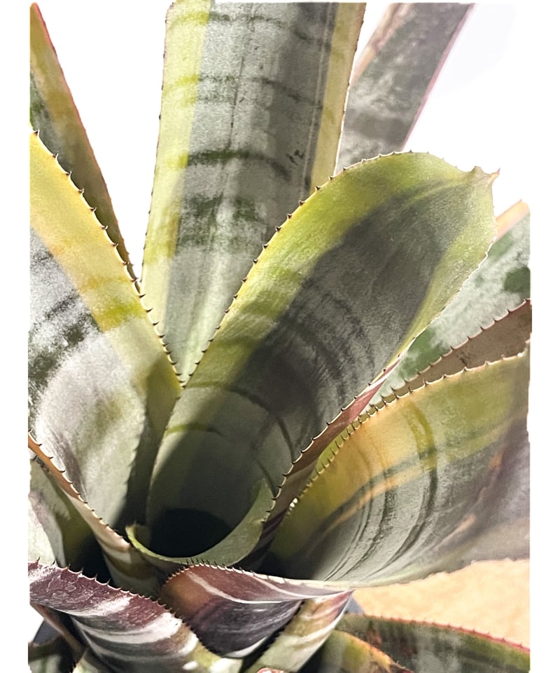希少　Aechmea Otto エクメア　オットー　超美株　タンクブロメリア エクメア オットー「Aechmea Otto」8/18-66B | SHOUCHIKUEN