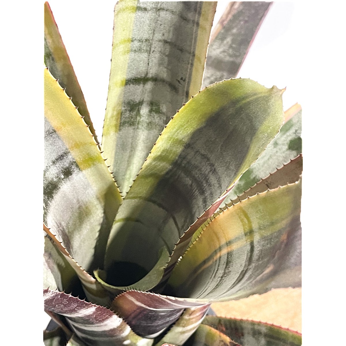 エクメア オットー「Aechmea Otto」8/18-66B | SHOUCHIKUEN