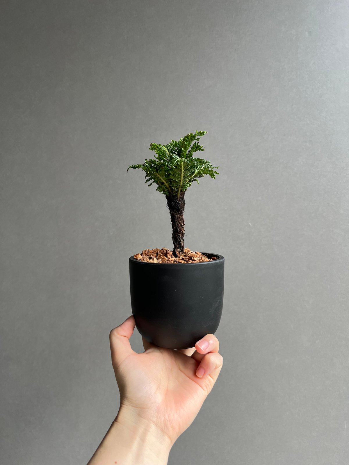 ブレクナム ギッバム ドワーフ 「Blechnum gibbum Dwarf 」78D | S