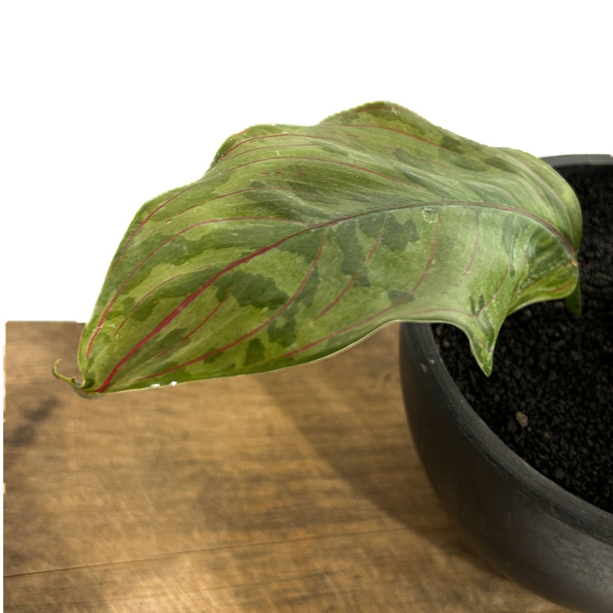 アグラオネマ レッドアーミー「Aglaonema Red Army」318-3 | SHOUC...