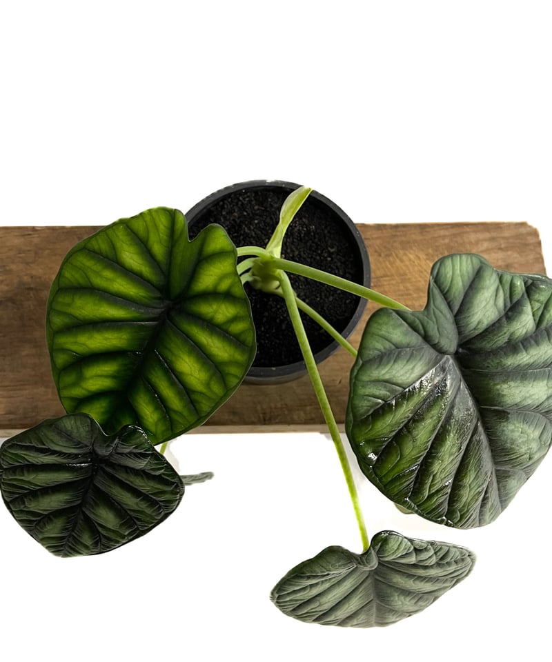 アロカシア ドラゴンスケール(メリクロン苗)「Alocasia dragon アロカシア ドラゴンスケール(メリクロン苗)「Alocasia dragon