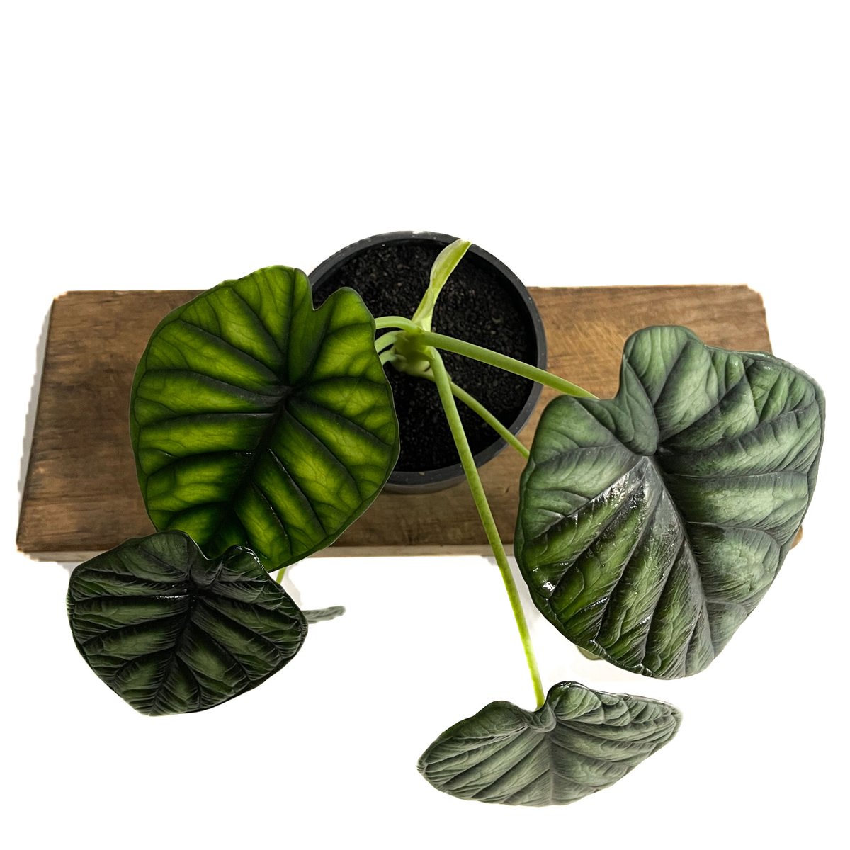 アロカシア ドラゴンスケール(メリクロン苗)「Alocasia dragon