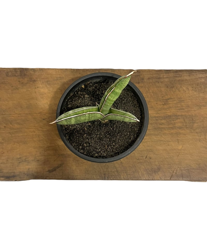 サンセベリア エイレンシス 「Sansevieria eilensis Lav.10178」9
