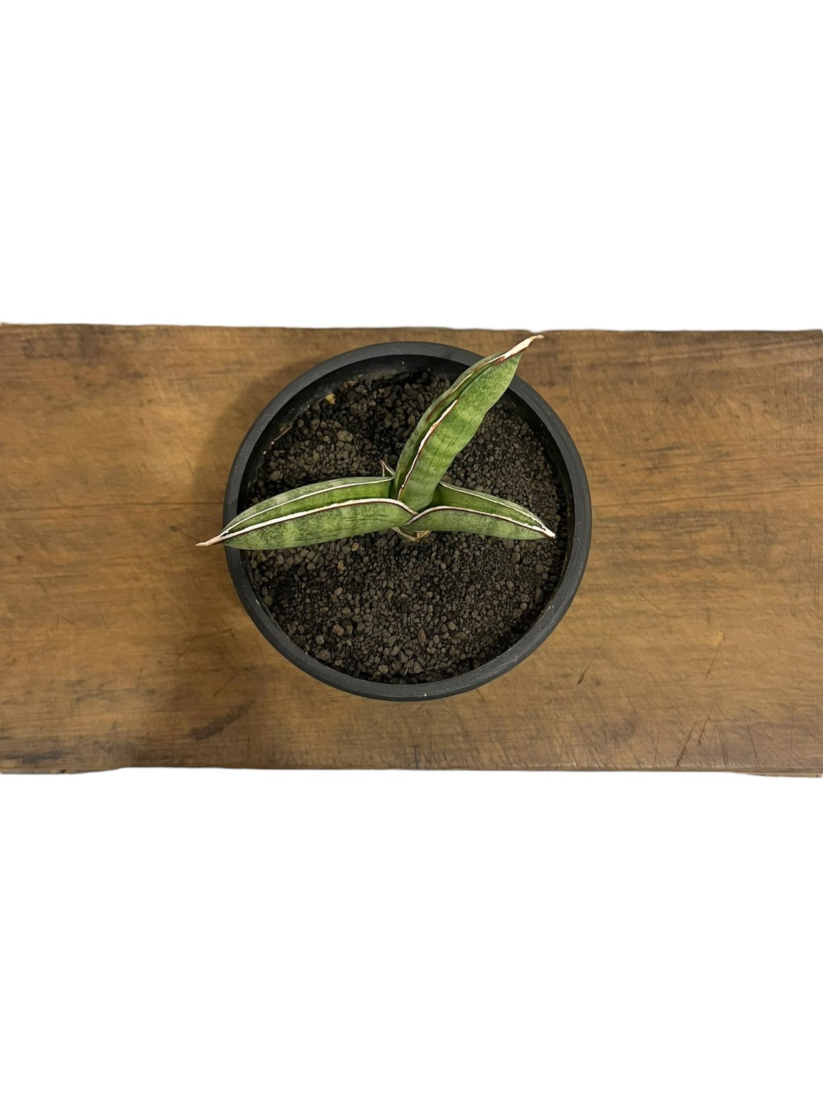 サンセベリア エイレンシス 「Sansevieria eilensis Lav.10178」9