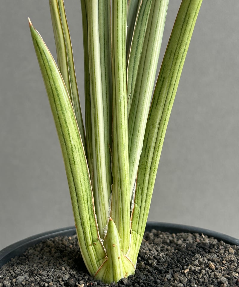 サンスベリア グリーンピーチ Sansevieria Green peach PLANCHU 観葉