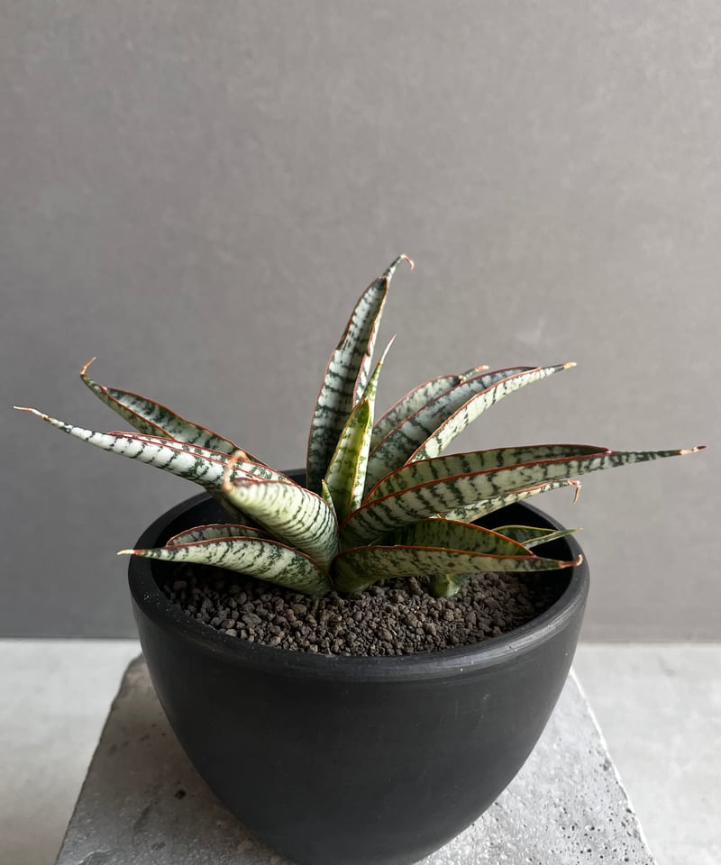 サンセベリア サンシャイン エンジェル 「Sansevieria Sunshine Angel