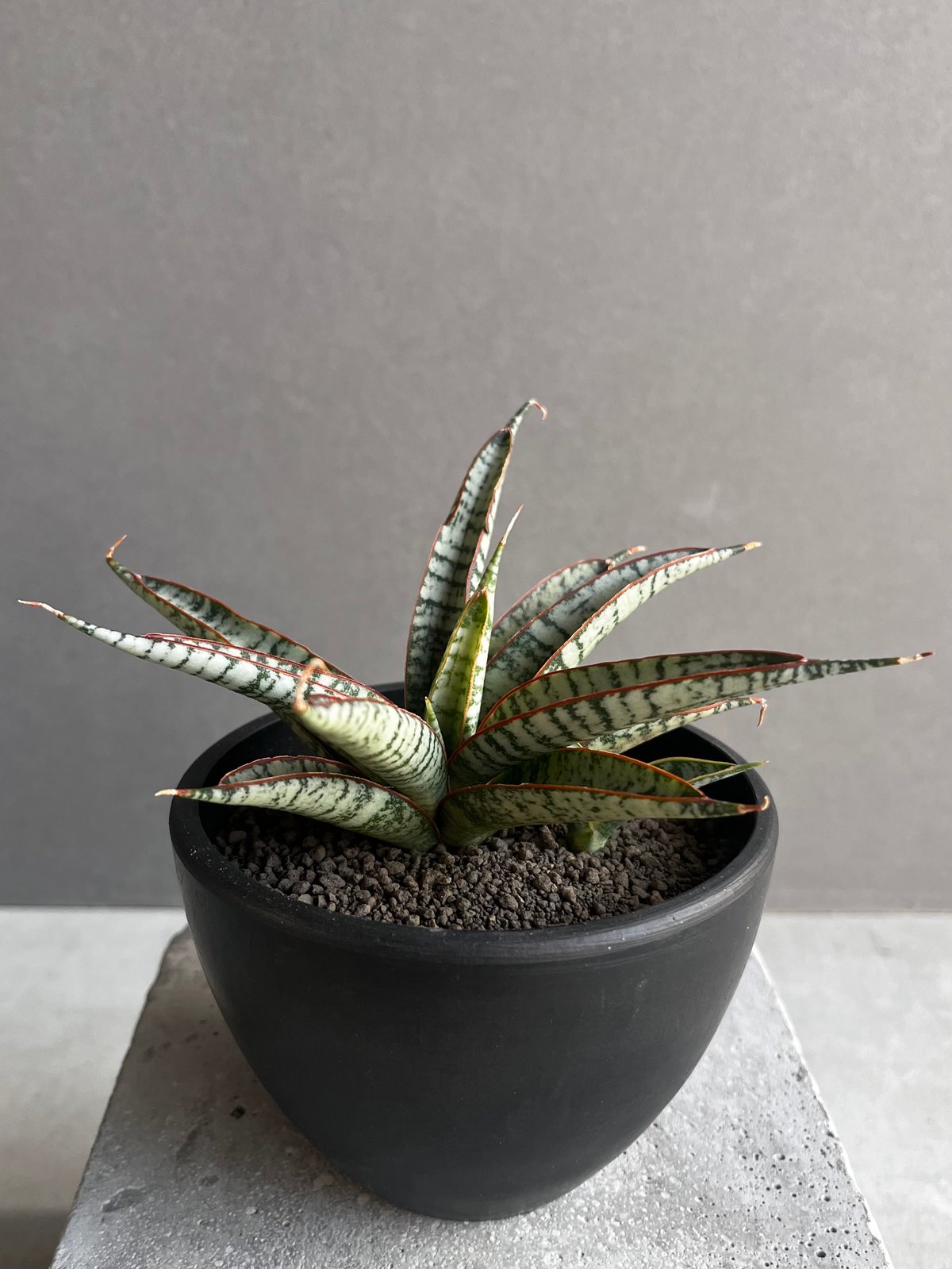 サンセベリア サンシャイン エンジェル 「Sansevieria Sunshine Angel