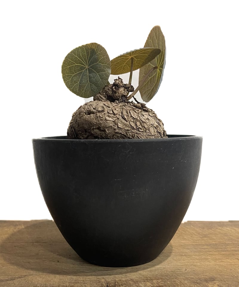 ステファニア カウィーサキー「Stephania Kaweesakii」22C-2