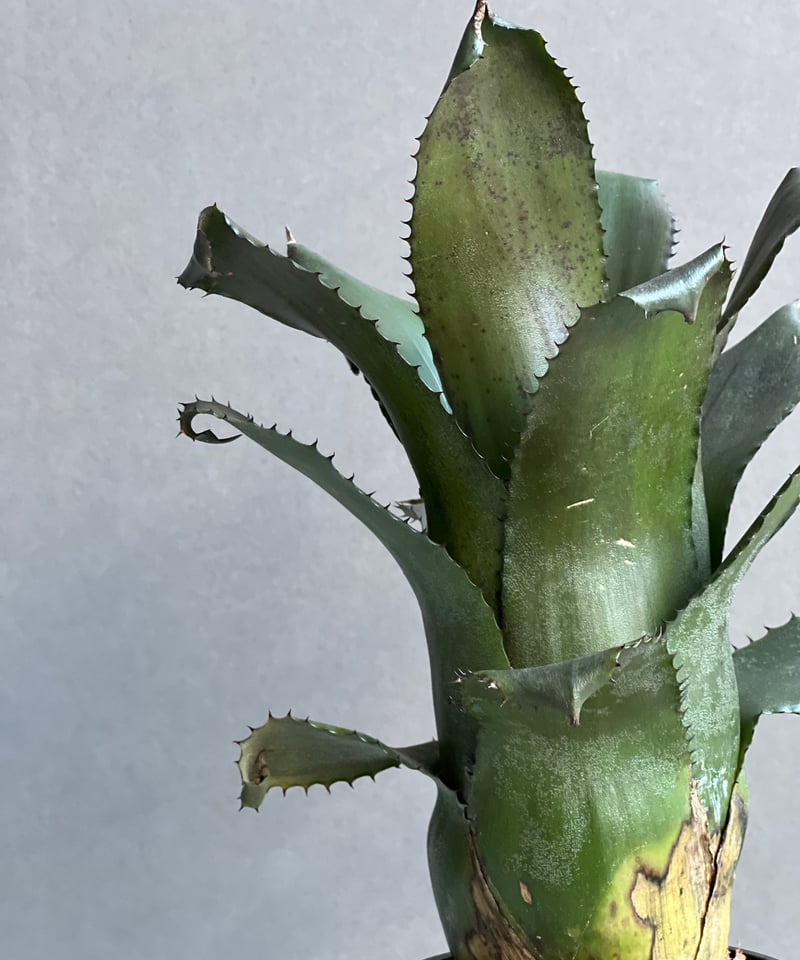 ブロメリア・エアープランツ Hohenbergia Black Fujin Hohenbergia Black Fujin