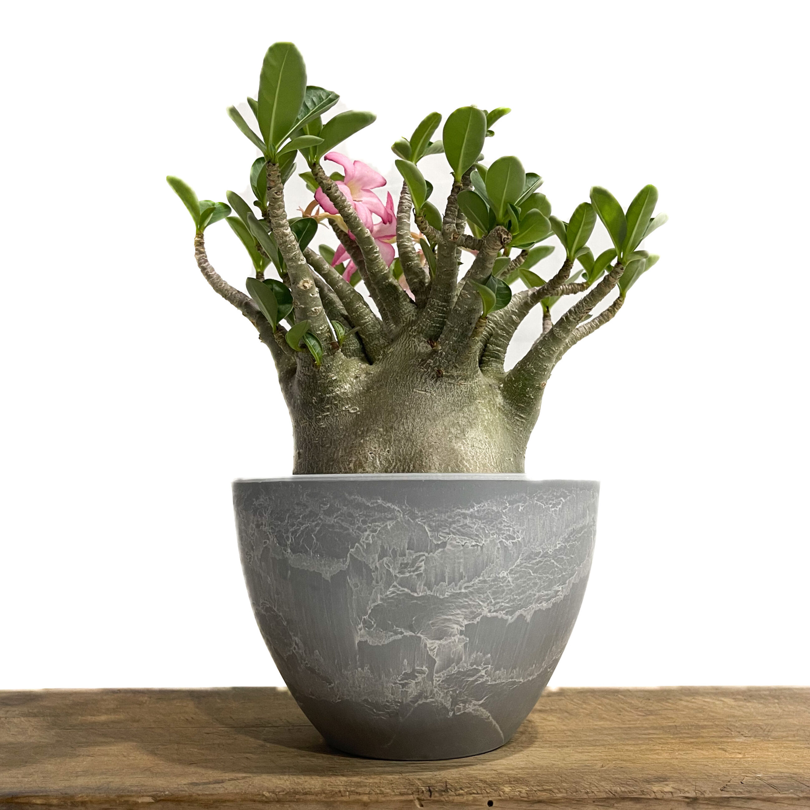 アデニウム アラビカム ドワーフ タイプ「Adenium arabicum dwarf ty