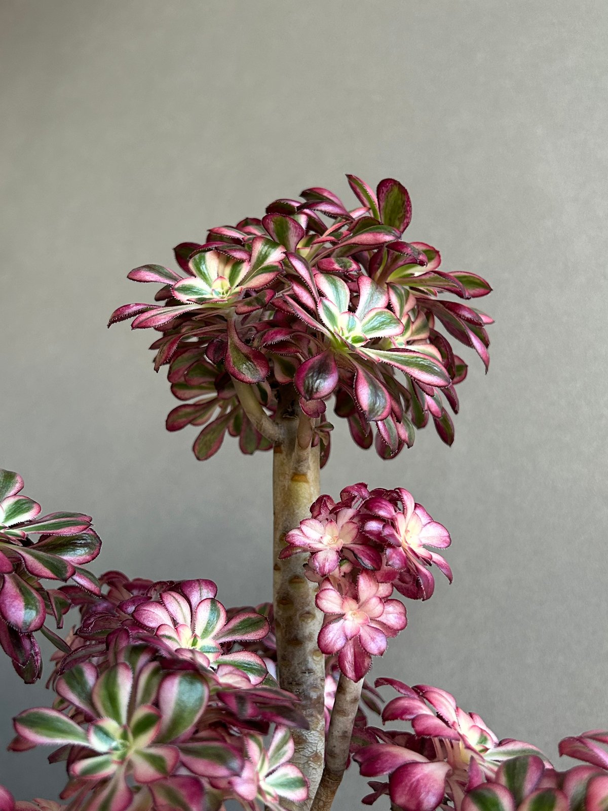 アエオニウム 'シャネル' 「Aeonium 'Chanel'」11M | SHOUCHIKUEN