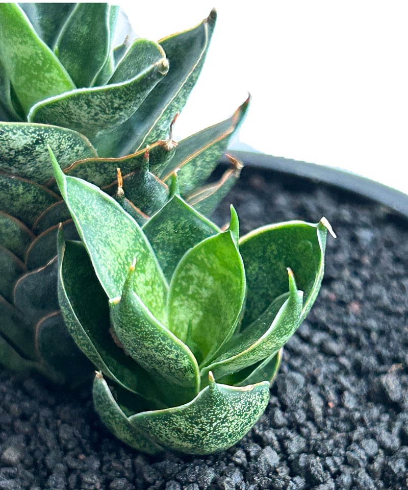 サンスベリア ブラックブラジリアン　バリエガータ　綴化 サンセベリア ブラック カラバオ 「Sansevieria Black Carabao