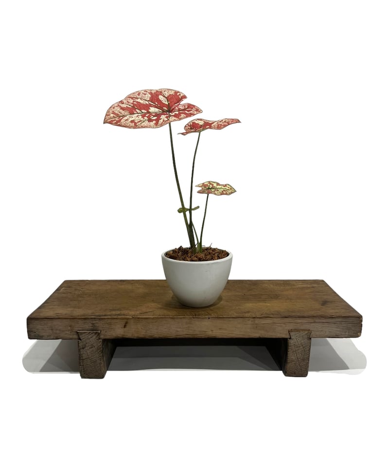 カラジューム ハイブリッド “選抜個体”「 Caladium Hybrid “Select”」