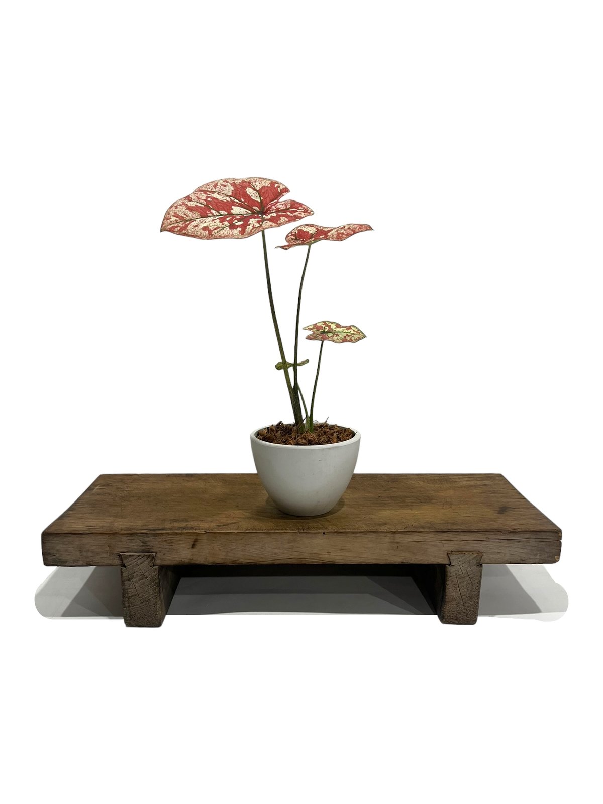 カラジューム ハイブリッド “選抜個体”「 Caladium Hybrid “Select”」