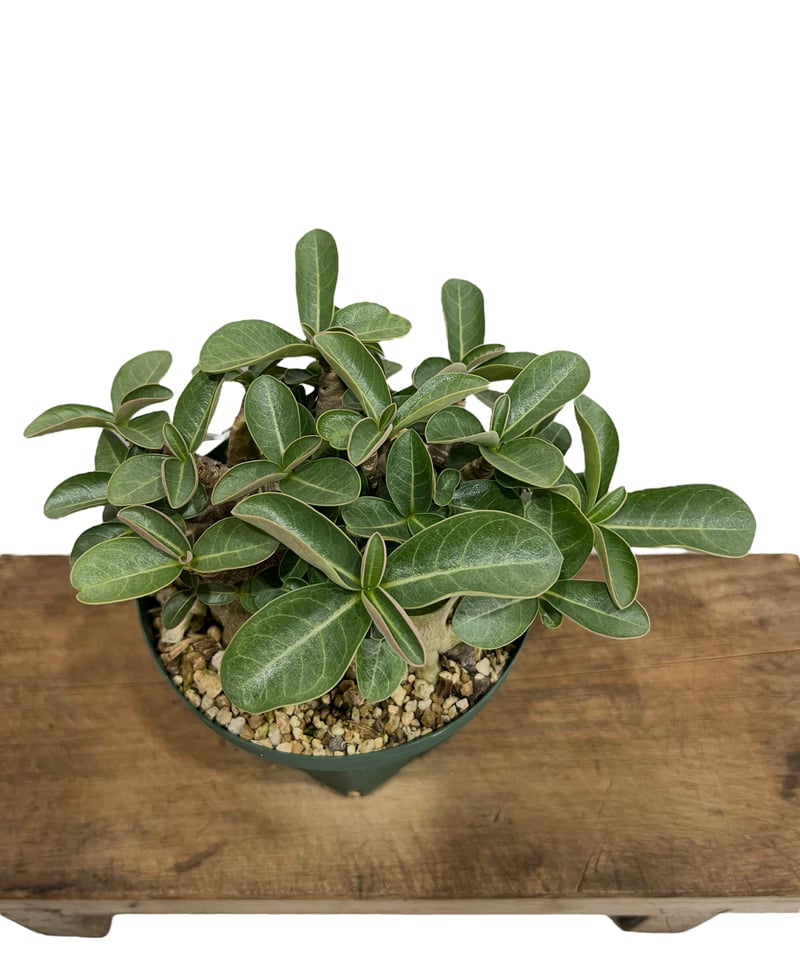 アデニウム アラビカム スーパー ドワーフ タイプ 「Adenium arabicum