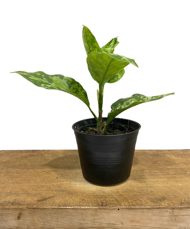 破格　アグラオネマ　ピクタムトリカラー　アンダマン　45500円 002 破格 アグラオネマ ピクタムトリカラー アンダマン 45500円 002