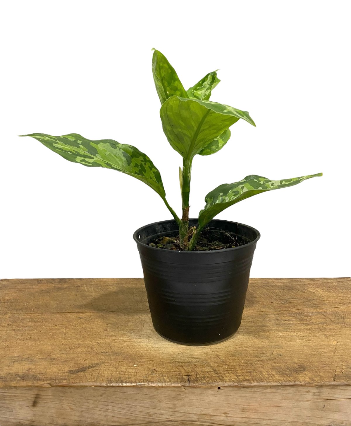 アグラオネマ ピクタム トリカラー「Aglaonema pictum tricolor」10P