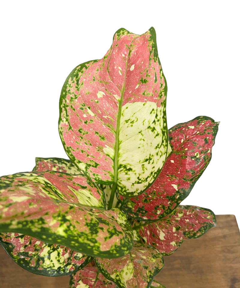 【1ペア】ツマベニチョウ（アンダマン島） アグラオネマ アンヤマニー トリカラー「Aglaonema Unyamanee