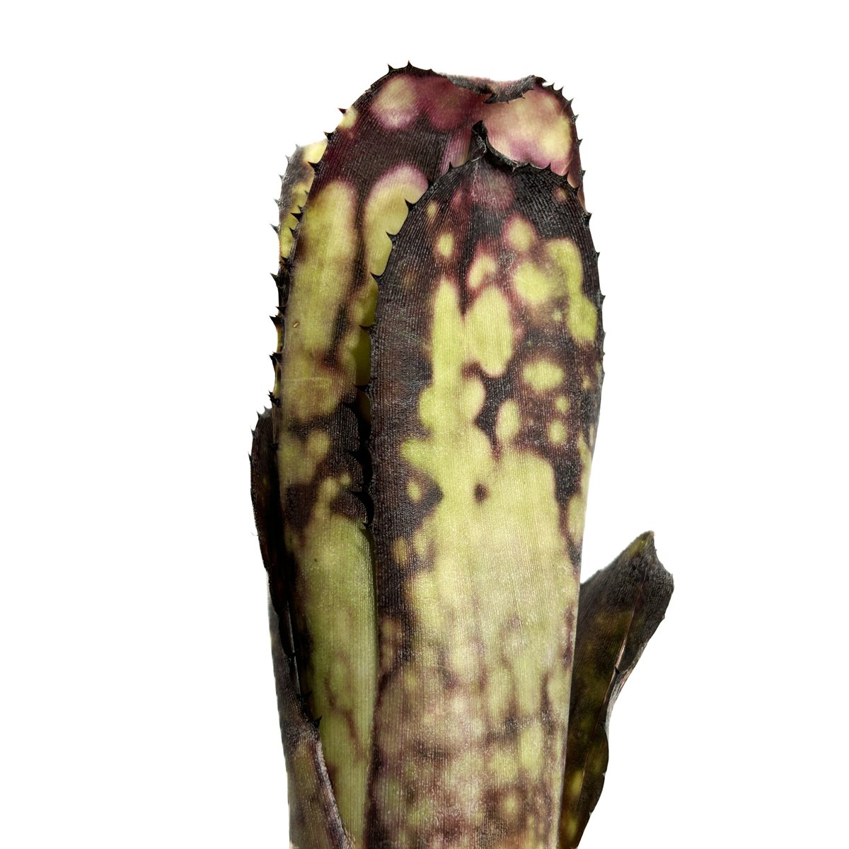 ビルベルギア ブラック パール「Billbergia Black Pearl」3/5