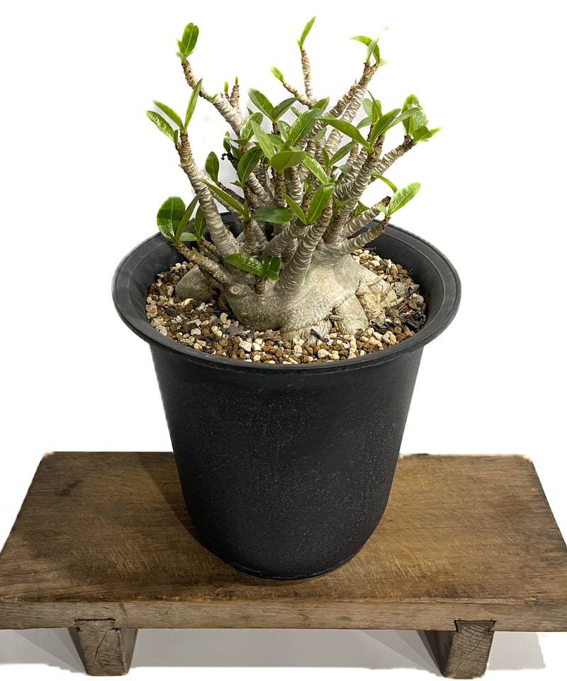 アデニウム アラビカム ドワーフ タイプ「Adenium arabicum dwarf ty