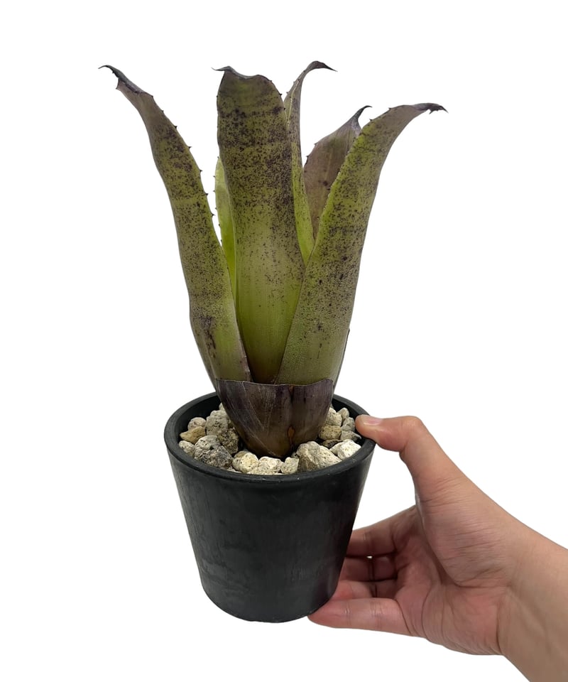 YAMA Hohenbergia leopoldo H DSなど2点 YAMA Hohenbergia leopoldo H DSなど2点 YAMA Hohenbergia