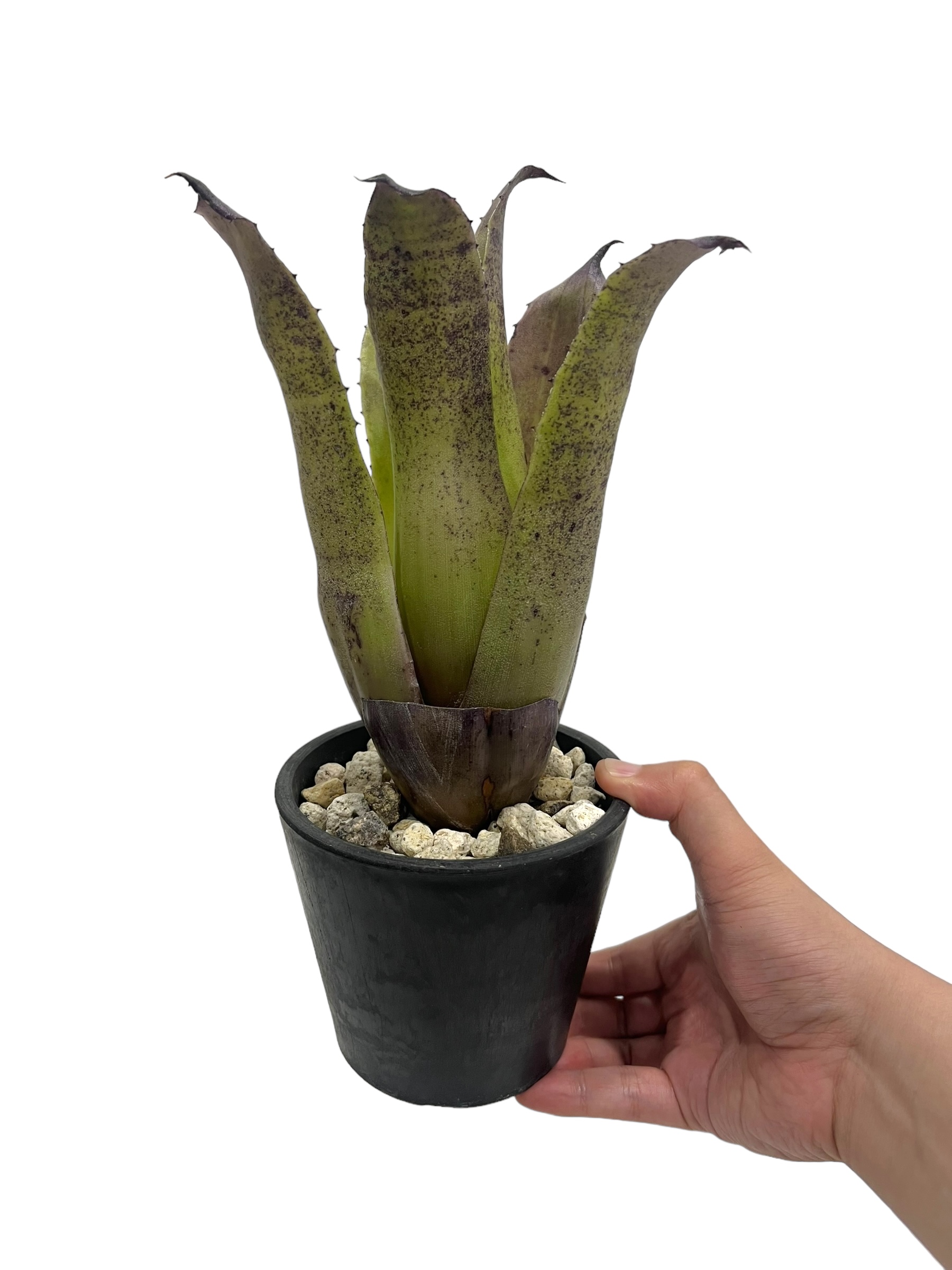 【鉢植え】ホヘンベルギア　レオポルドホルスティ ブラックフォーム ホヘンベルギア レオポルド ホルスティ “ブラック フォーム