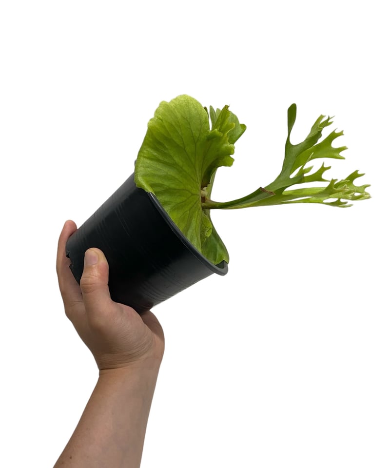 ビカクシダ キッチャクード 細葉 「Platycerium Mt. Kitshakood Th