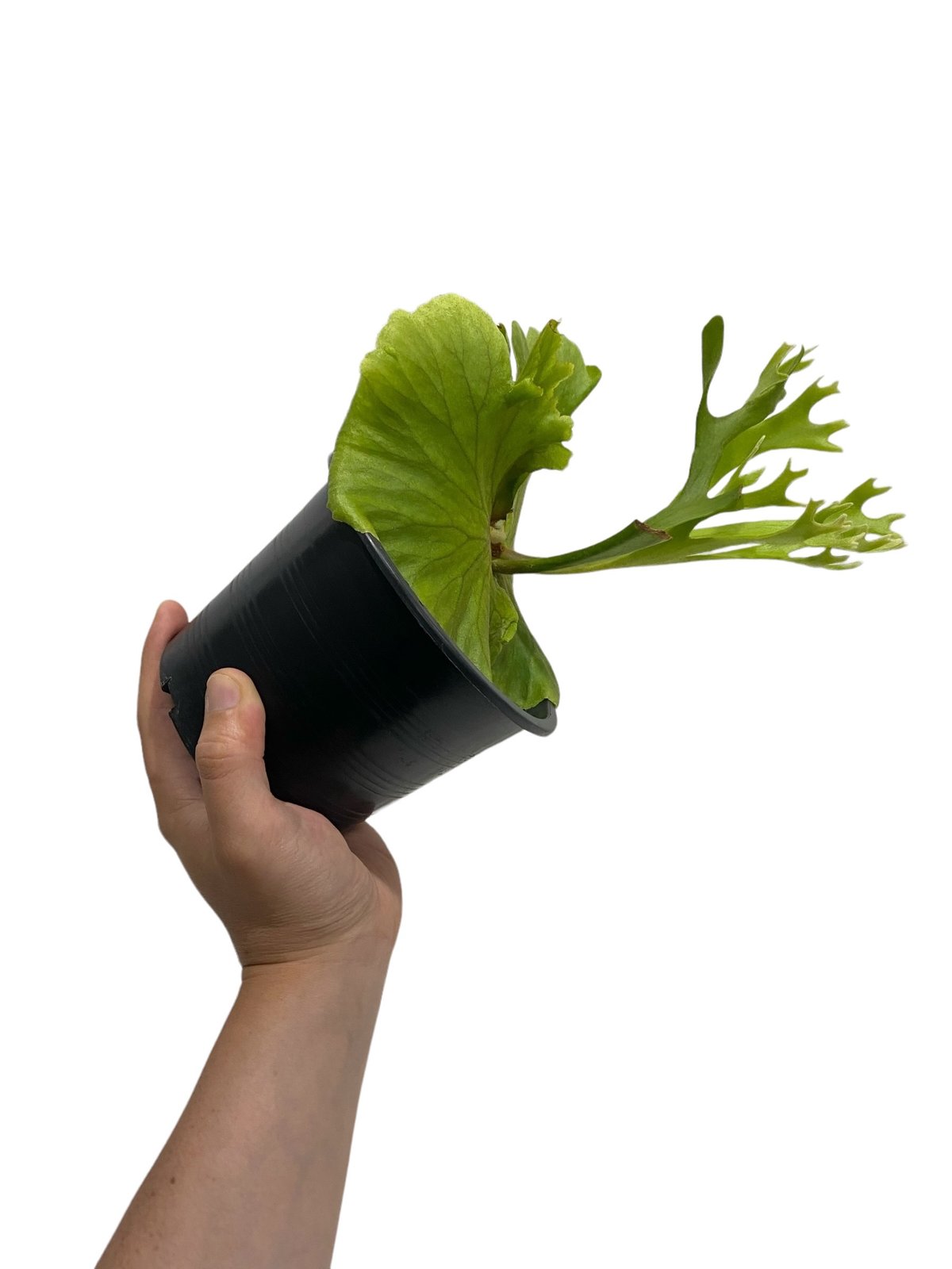 ビカクシダ キッチャクード 細葉 「Platycerium Mt. Kitshakood Th