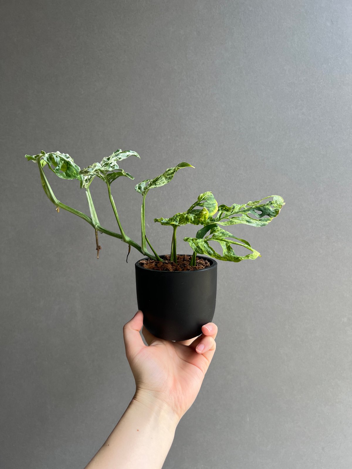 モンステラ ラニアタ ミント 斑入 「Monstera laniata mint