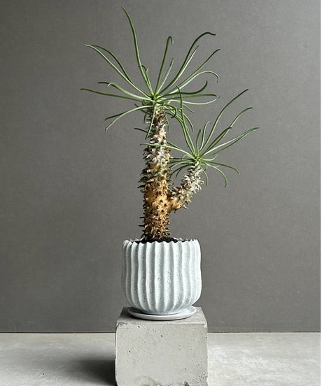 CATEGORY コーデックス(塊根植物) | SHOUCHIKUEN